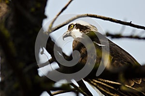Osprey Perched High in the Tree