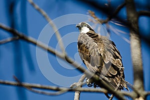 Osprey Perched High in the Tree