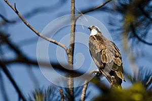 Osprey Perched High in the Tree