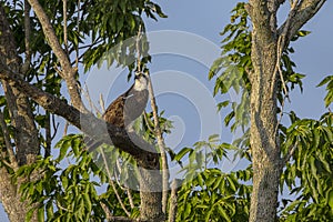 Osprey Perched On An Oak Tree