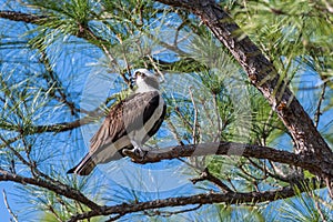 Osprey Perched in a Tree