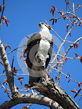 Osprey perched on tree branch against blue sky on Cayuga Lake photo