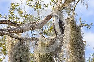 Osprey Perched In A Tree, Surrounded By Spanish Moss