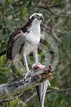 Osprey with Spanish Mackerel - Sanibel Island, Florida
