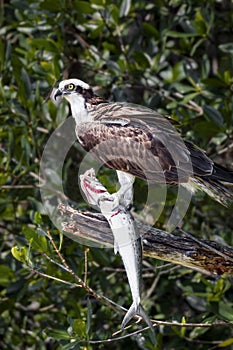 Osprey with Fish - Sanibel Island, Florida photo