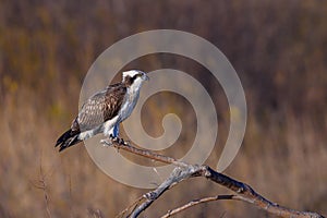 Osprey perching on a dead tree branch