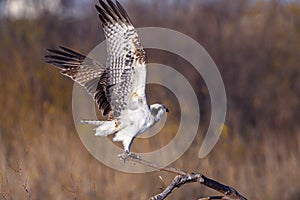 Osprey perching on a dead tree branch