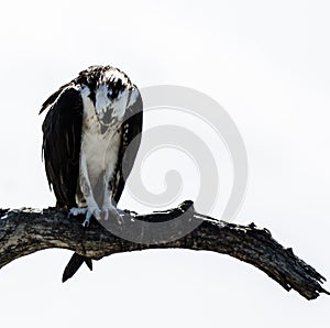 Osprey in Prayer