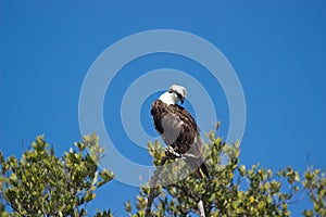 An Osprey preeening his feathers