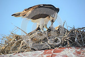 Osprey preparing to feed Chick, Guerrero Negro, Baja California photo