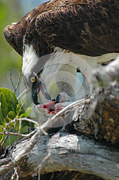 Osprey and prey