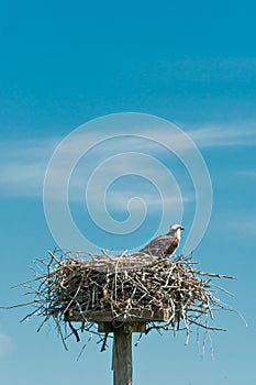 Osprey, raptor, sitting on eggs in a tropical nest