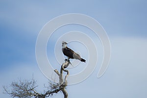 An Osprey photo