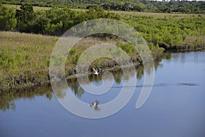 An osprey reaches for more altitude as it fishes the Amelia Island waterway