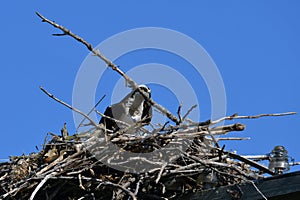 Osprey repositions a branch while building a nest