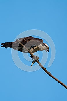 Osprey resting on tree branch