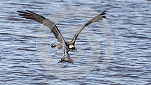 Osprey returns to the nest with a fish - 3