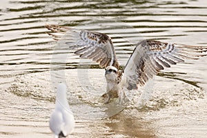 An Osprey rising out of the water after an attempt to catch a fish
