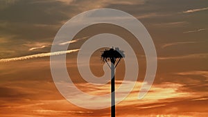 An osprey`s nest at sunset and a young bird settles its feces.