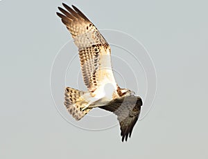 Osprey, Sea hawk, Fish eagle