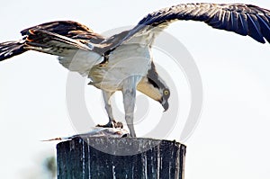 Osprey, or Sea Hawk Gripping Fresh Caught Fish