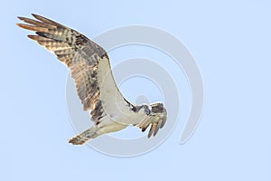 Osprey Hovering In The Sky For Prey Below