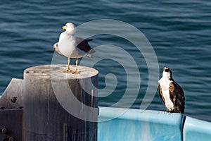 Osprey and seagull before fighting