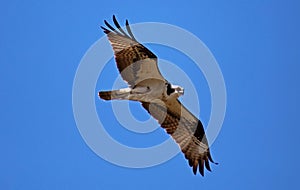 Osprey seahawk unique raptor bird of prey avian flying in Michigan during spring fishing hawk american ospreys