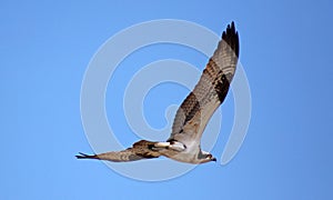 Osprey seahawk unique raptor bird of prey avian flying in Michigan during spring fishing hawk american ospreys