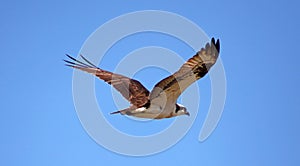 Osprey seahawk unique raptor bird of prey avian flying in Michigan during spring fishing hawk american ospreys