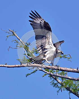 Osprey Signals his Arrival at the Nest