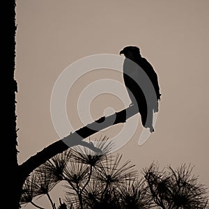 Osprey perched on dead tree