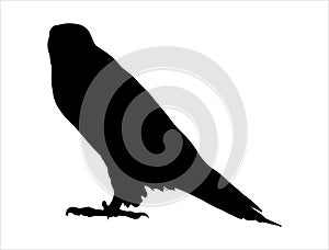 Osprey silhouette vector art white background