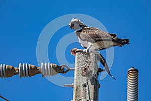Osprey sits on eletrical pole with fish photo