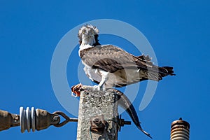 Osprey sits on eletrical pole with fish photo