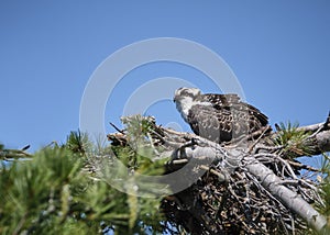 Osprey sits patiently on nest