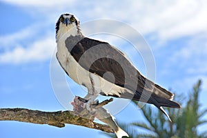 An osprey sits perched on tree with fish