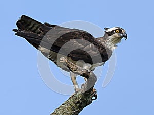 Osprey Sitting on a Dead Tree Branch