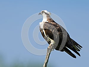 Osprey Sitting on a Dead Tree Branch