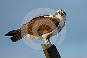 Osprey Sitting on Wooden Post photo