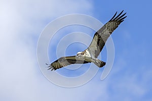 Osprey Slowing Down In Flight, Observing Below