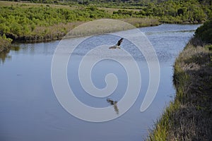 An osprey slows down to finish its dive for a island marsh trout