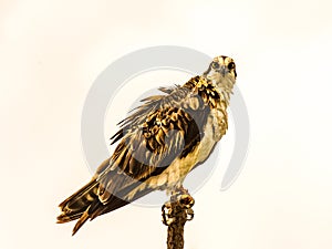 Osprey Smiling with Ruffled Feathers