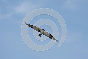 Osprey soaring