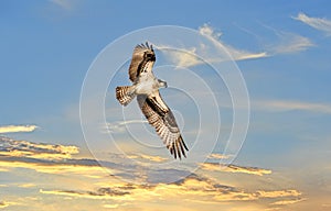 Osprey soaring above a sunst