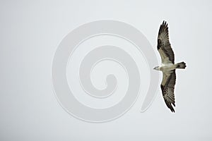 Osprey soaring over Fort De Soto Park, St. Petersburg, Florida.