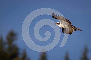Osprey soaring up