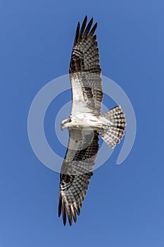 Osprey Soars Above Backed by Blue Sky