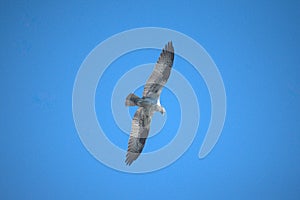 An osprey soars above Seattle on a bright blue summer day