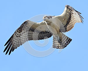 An osprey spots a fish just below in the marsh waterway